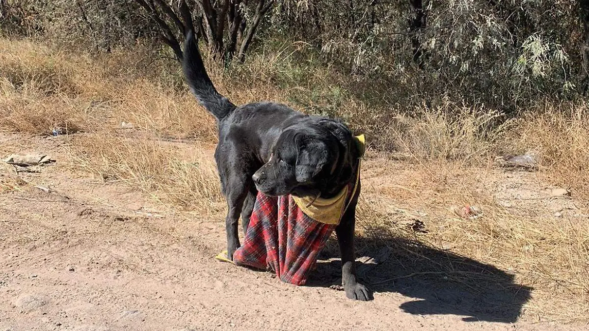 perro perros perritos slp 2